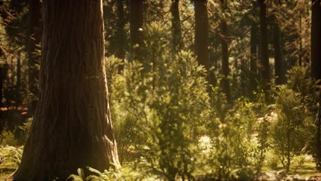 hyperlapse-in-sequoia-forest-from-sunrise